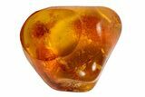 Detailed Fossil Fly (Diptera) In Baltic Amber #87210-1